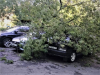 В Жуковском упавшие деревья повредили два автомобиля 