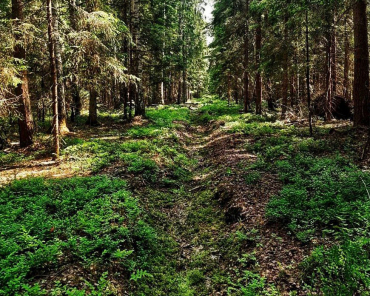 Просеки прочистили в лесах вокруг Мытищ и Пушкино
