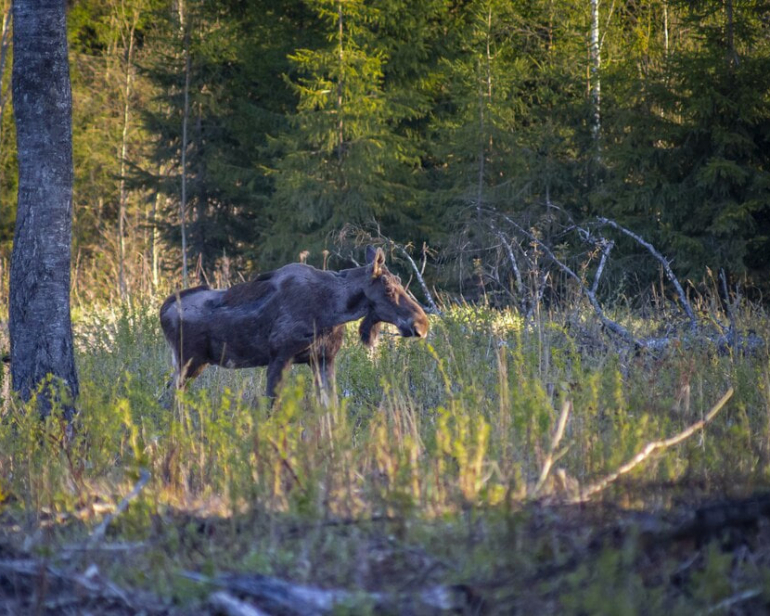 Следы браконьерской охоты выявили в Щёлкове и Пушкино
