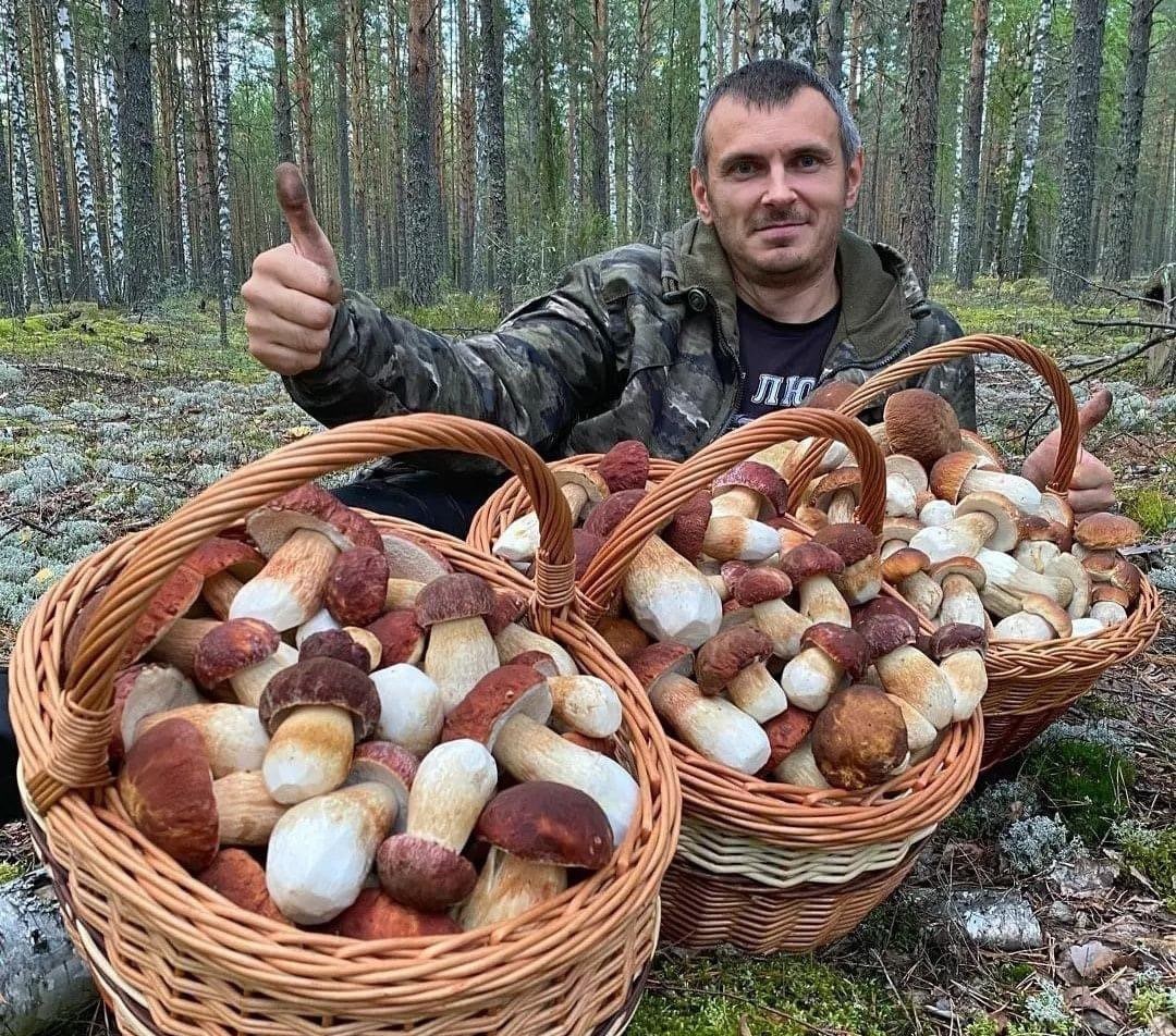 поиск грибов по фотографии