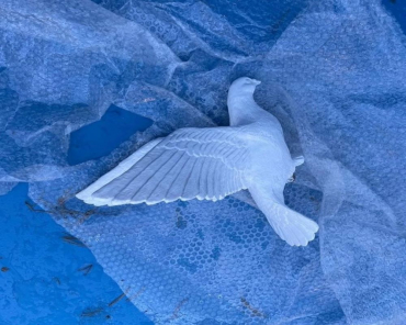 В Дубне вернули фигуру голубя, украденную со шпиля фонтана