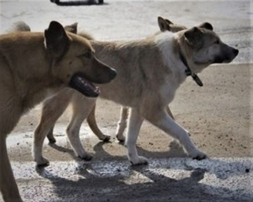 Собака напала на четырёхлетнего ребёнка в Коломне