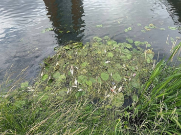 Загрязнение реки в Щёлкове рассмотрит Следственный комитет