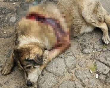 Уголовное дело возбуждено в Щёлкове за убийство собаки