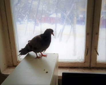 В Пушкино уличный голубь пережидает холода в квартире