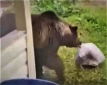 В Муранове сняли видео с медведем на частном дворе