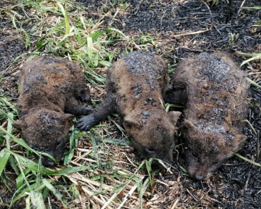В Волоколамске лисята чуть не погибли из-за пала травы