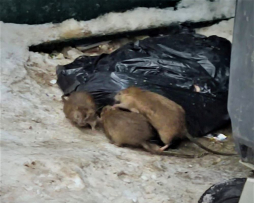 В Королёве крысы оккупировали контейнерную площадку
