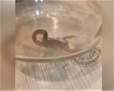 В Наро-Фоминске школьницу укусил скорпион