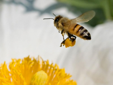 Жителей Подмосковья предупредили о пьяных пчёлах
