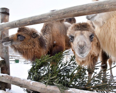 В Сергиевом Посаде новогодние ели скормят верблюдам
