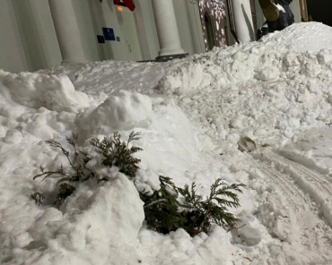 В Рошале восстановят поломанный снегом кустарник