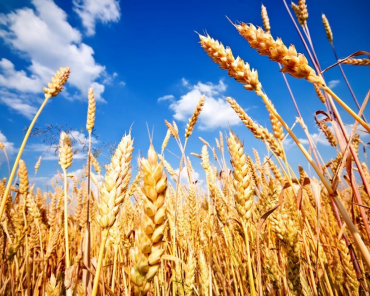 «Щёлково Агрохим» установил новый рекорд по урожайности пшеницы