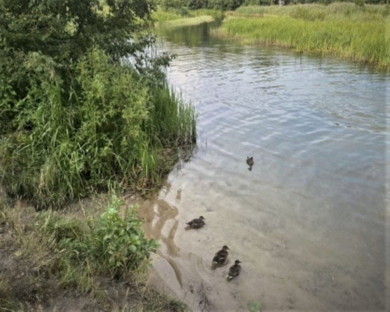 Под Переславлем в реке Вёкса утонул подросток