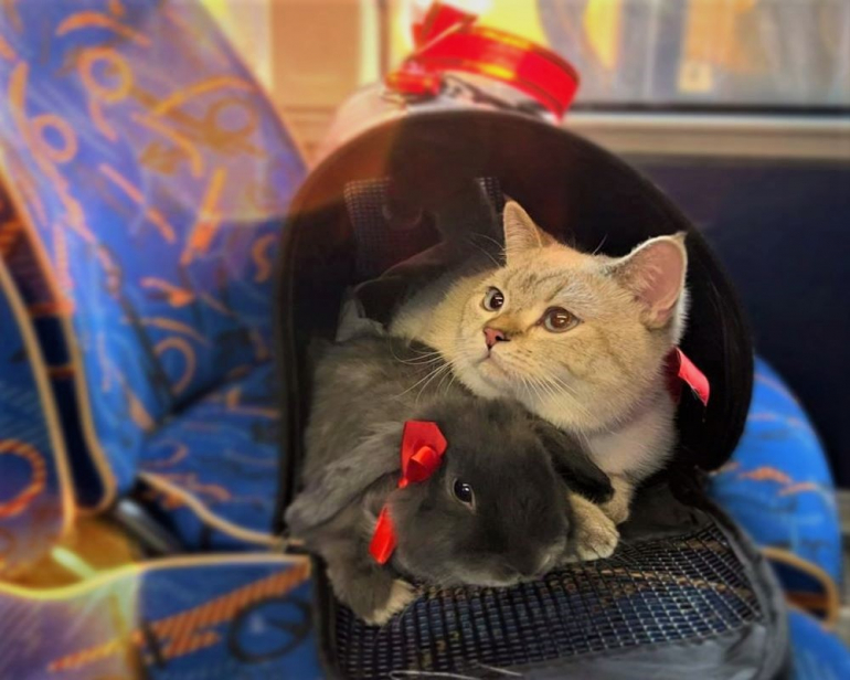 Кролика и кота забыли в автобусе «Пушкино – Москва»