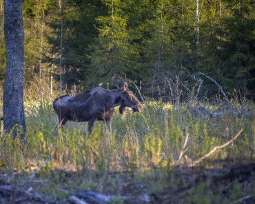 Следы браконьерской охоты выявили в Щёлкове и Пушкино